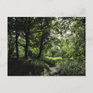 Spring in the Woods 03 Postcard
