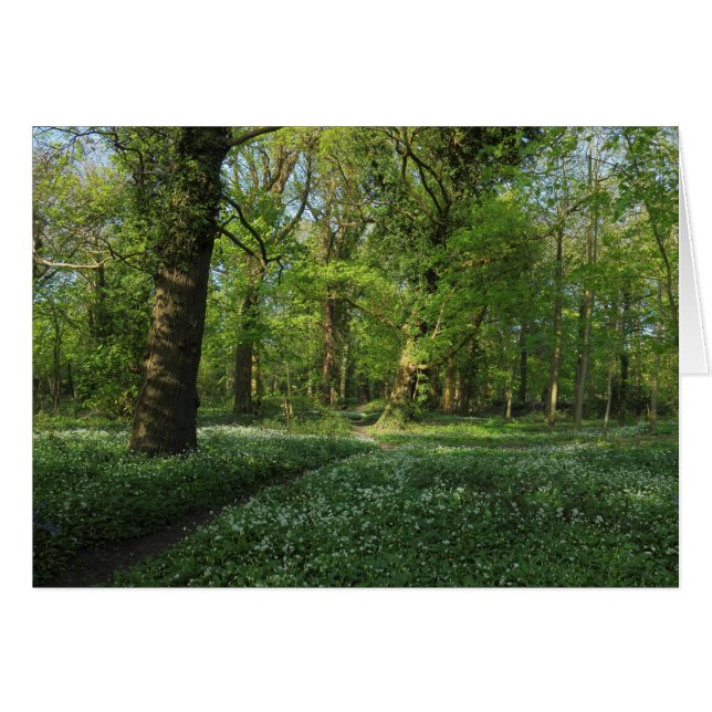 Spring in the Woods, Bute Park, Cardiff (Front Horizontal)