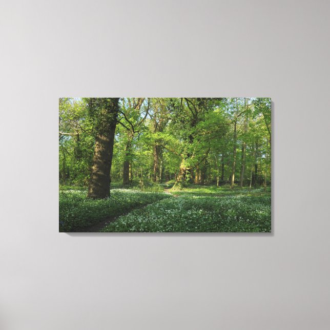 Spring in the Woods, Bute Park, Cardiff Canvas Print (Front)