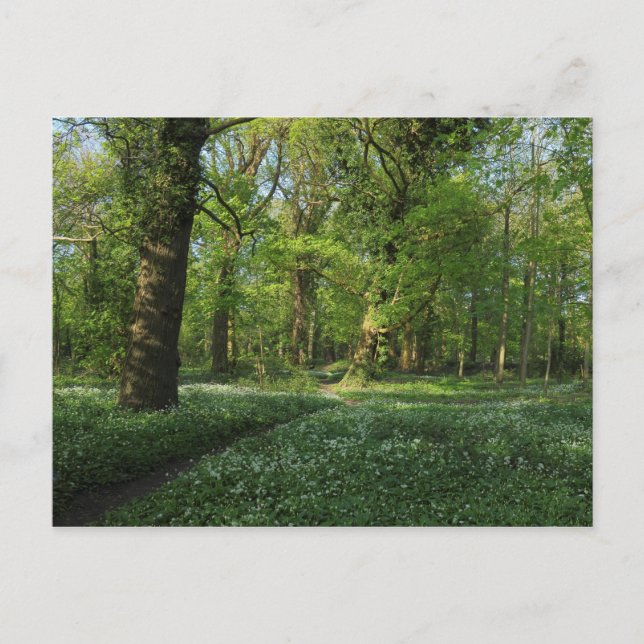 Spring in the Woods, Bute Park, Cardiff Postcard (Front)