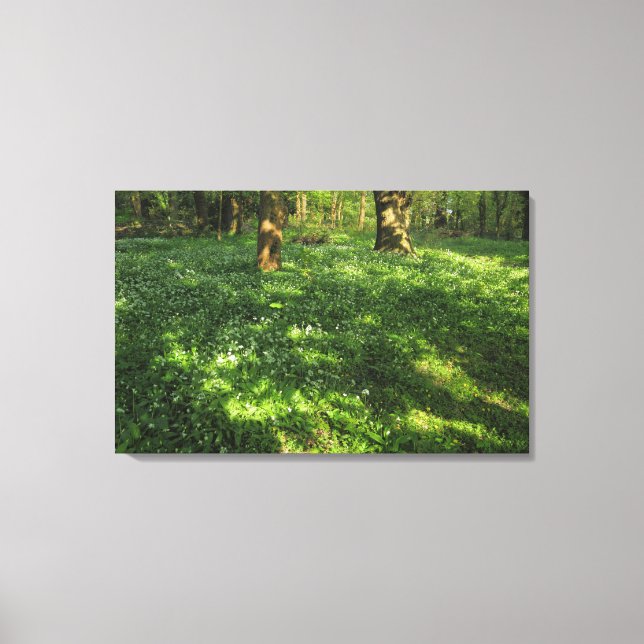 Spring in the Woods Canvas Print (Front)