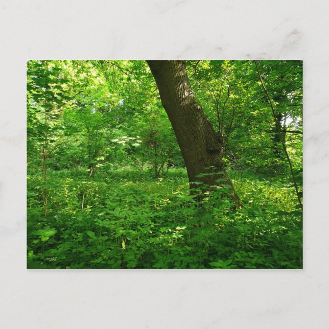 Spring in the Woods Postcard (Front)