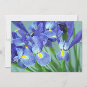 "Spring" Iris Flowers Photo Invitation