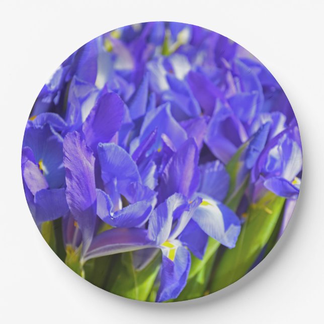 Spring iris paper plate (Front)