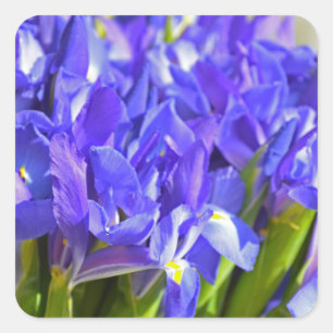 Spring iris square sticker