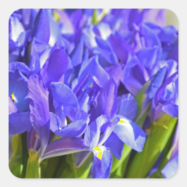 Spring iris square sticker (Front)
