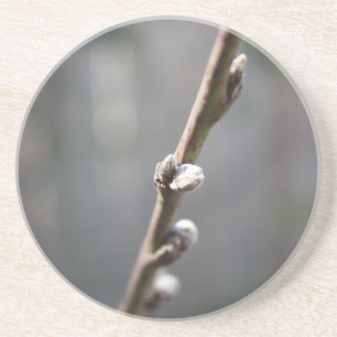 Spring is Coming Coaster