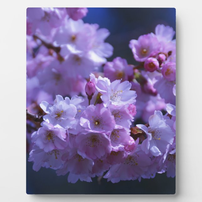 Spring is Here! Plaque (Front)