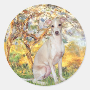 Spring - Italian Greyhound 5 Classic Round Sticker