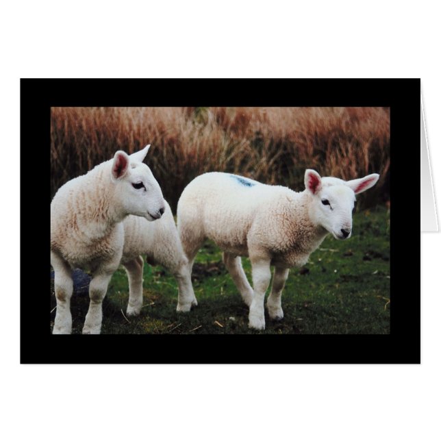 Spring Lamb (Front Horizontal)