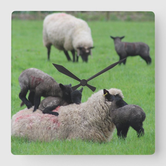 Spring Lamb and Sheep Square Wall Clock (Front)