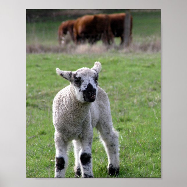 Spring Lamb - Fine Art Prints (Front)