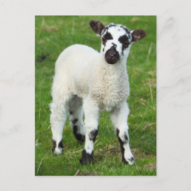 Spring Lamb Postcard (Front)