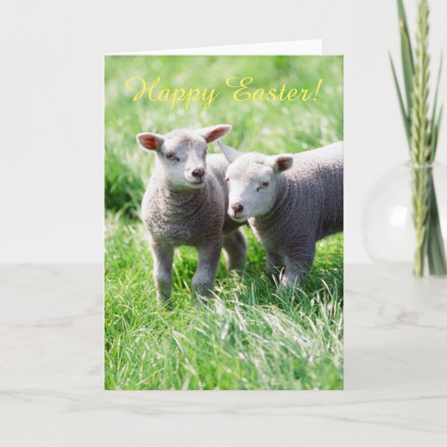 Spring lambs Easter card (Front)