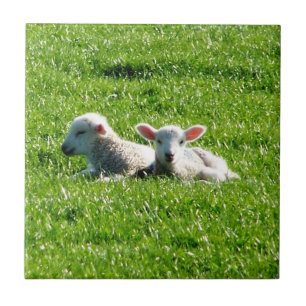 Spring Lambs in the Sunshine Cornwall England Tile