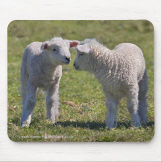 Spring Lambs Mousemat