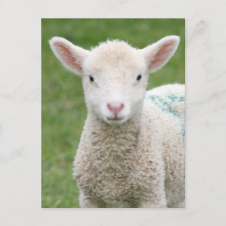 Spring Lambs Postcard