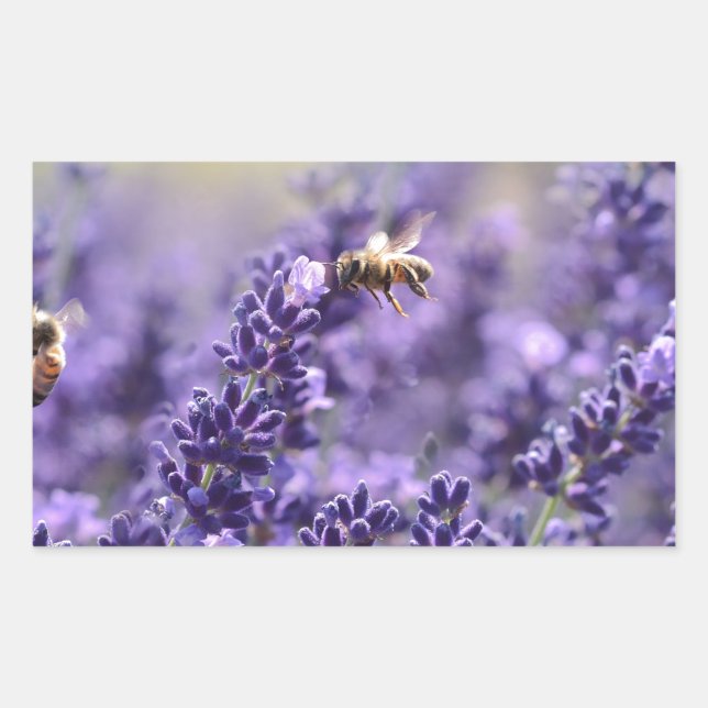 Spring Lavender with Bees Purple Floral Rectangular Sticker (Front)
