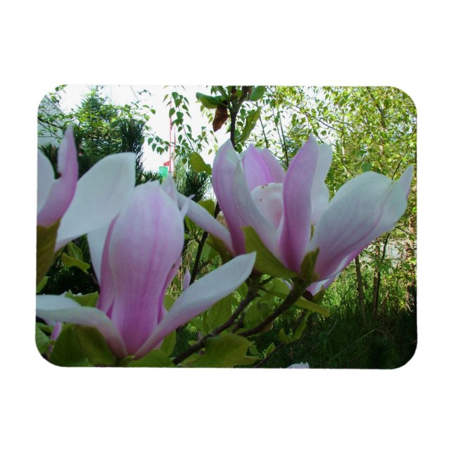 spring light purple magnolia flowers magnet (Horizontal)