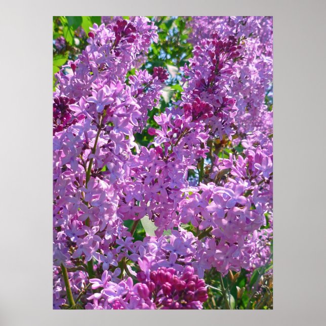 Spring Lilacs Poster (Front)