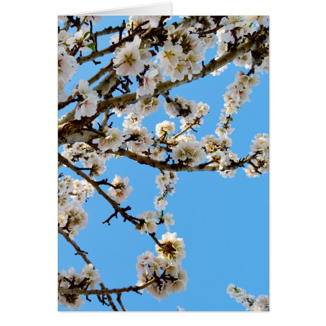 Spring Love Blossoms, (Front)