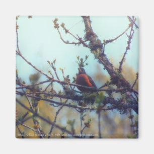 Spring Magnet