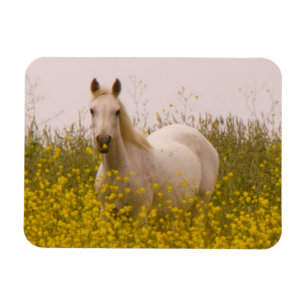Spring Magnet