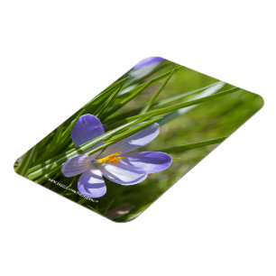 Spring Magnet