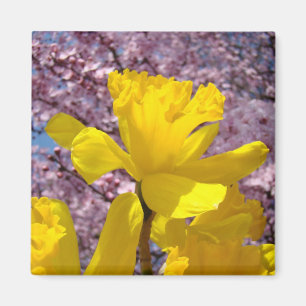 Spring magnets Yellow Daffodils Pink Tree Blossoms
