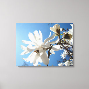 Spring Magnolia Flowers Blue Sky canvas prints