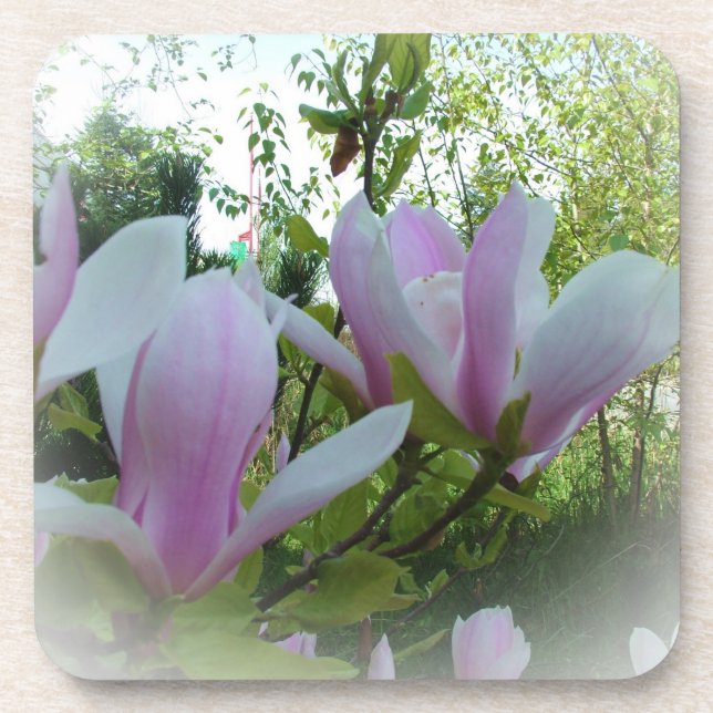 spring magnolia flowers coaster (Front)