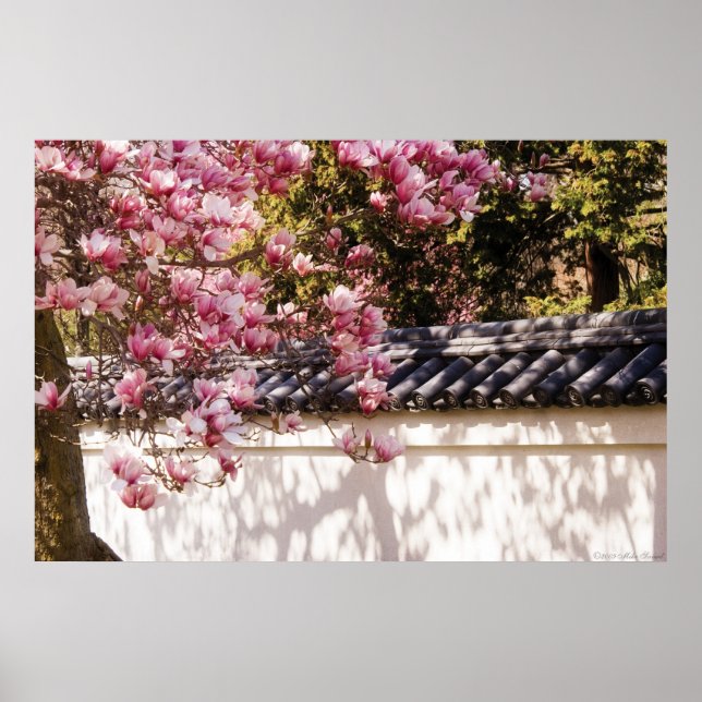 Spring -  Magnolia Poster (Front)