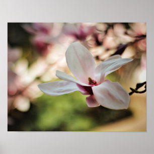 Spring Magnolia Poster