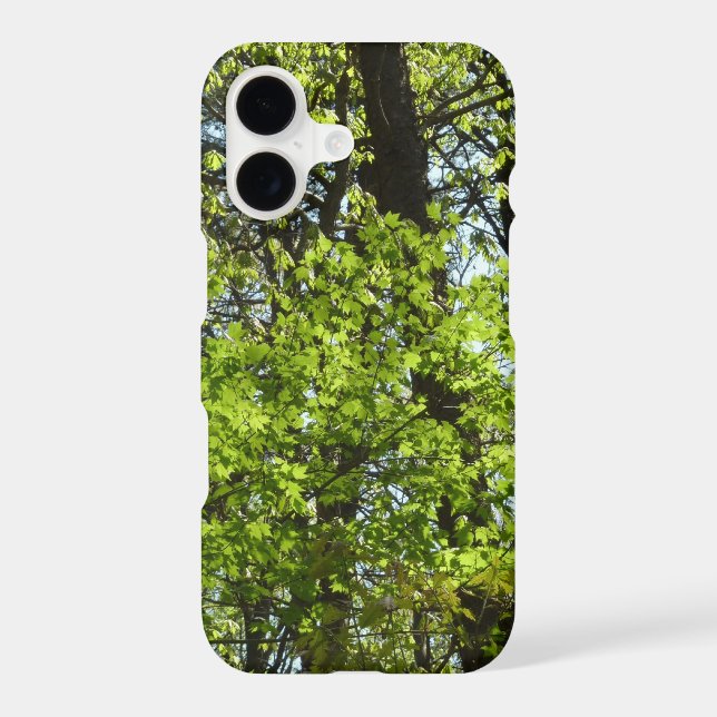 Spring Maple Leaves Nature (Back)
