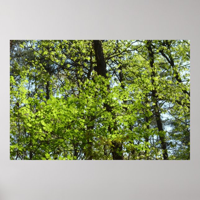 Spring Maple Leaves Nature Poster (Front)