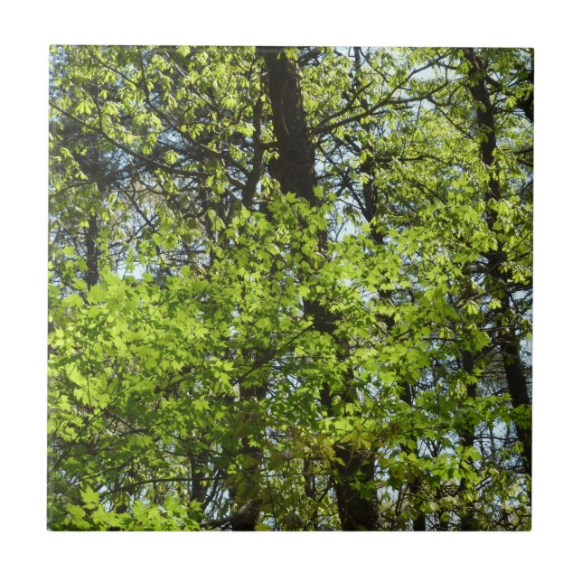Spring Maple Leaves Nature Tile (Front)