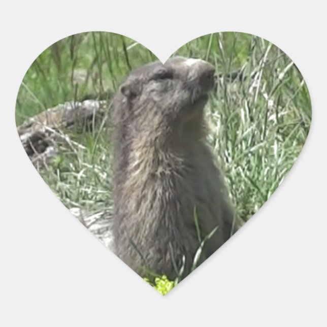 spring marmot animal flowers heart sticker (Front)