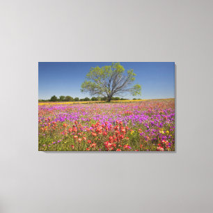 Spring mesquite trees growing in wildflowers, canvas print