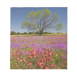 Spring mesquite trees growing in wildflowers, notepad