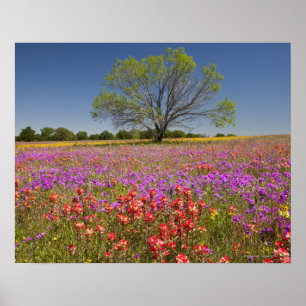 Spring mesquite trees growing in wildflowers poster