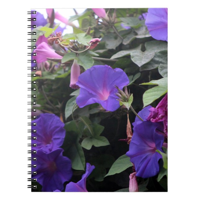 Spring Morning Glories in Blue Notebook (Front)