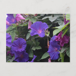 Spring Morning Glories in Blue Postcard