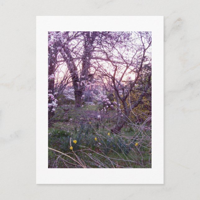 Spring Morning Postcard (Front)