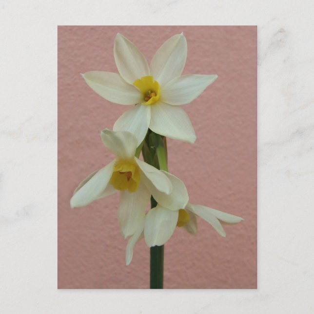 Spring Narcissus Postcard (Front)
