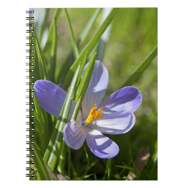 Spring Notebook (Front)