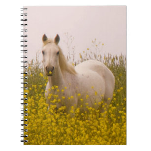 Spring Notebook