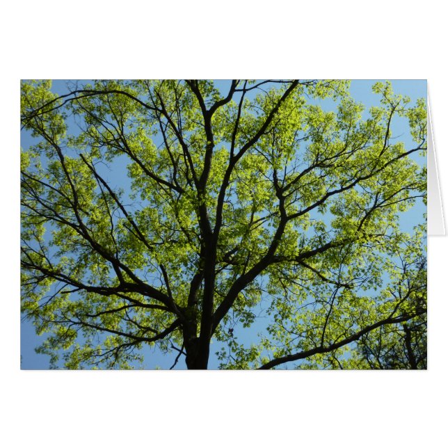 Spring Oak Tree Vibrant Nature (Front Horizontal)
