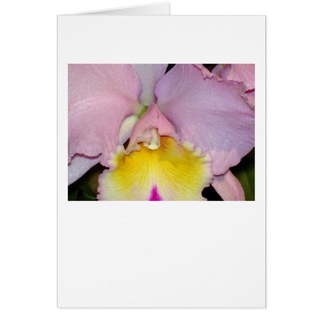 Spring Orchid (Front)