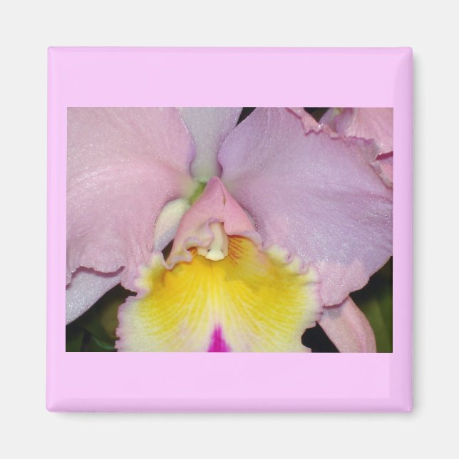 Spring Orchid Magnet (Front)