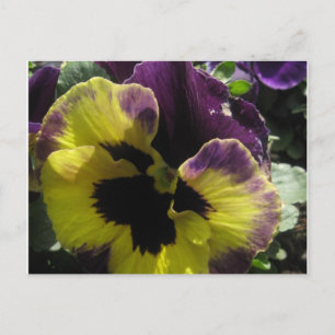 Spring Pansy Postcard